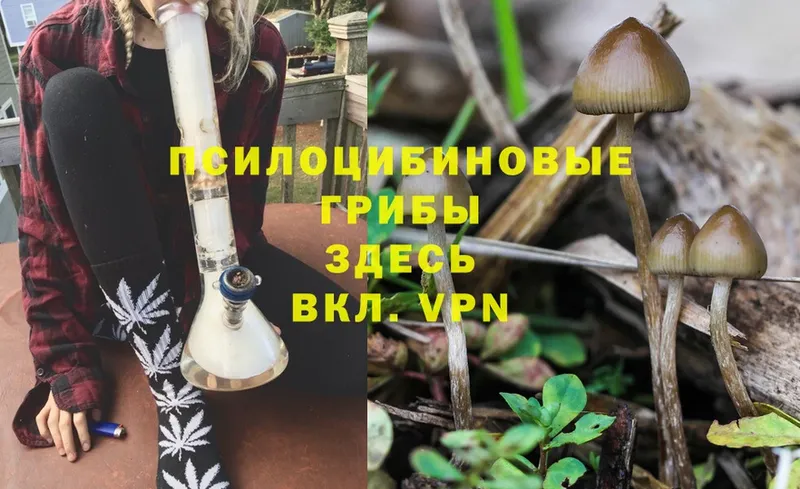 Псилоцибиновые грибы Psilocybe  хочу наркоту  Лодейное Поле 